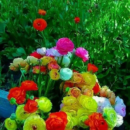 ОПЯТЬ С ТОБОЙ ВОРКУЕТ НОЧЬ