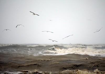 Печали чаек за кормой