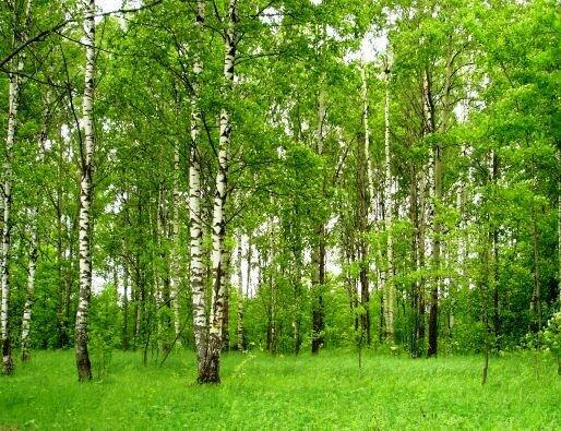 Берёзы на ветру