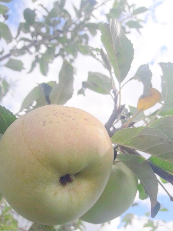 БОГ ОТМЕРИТ