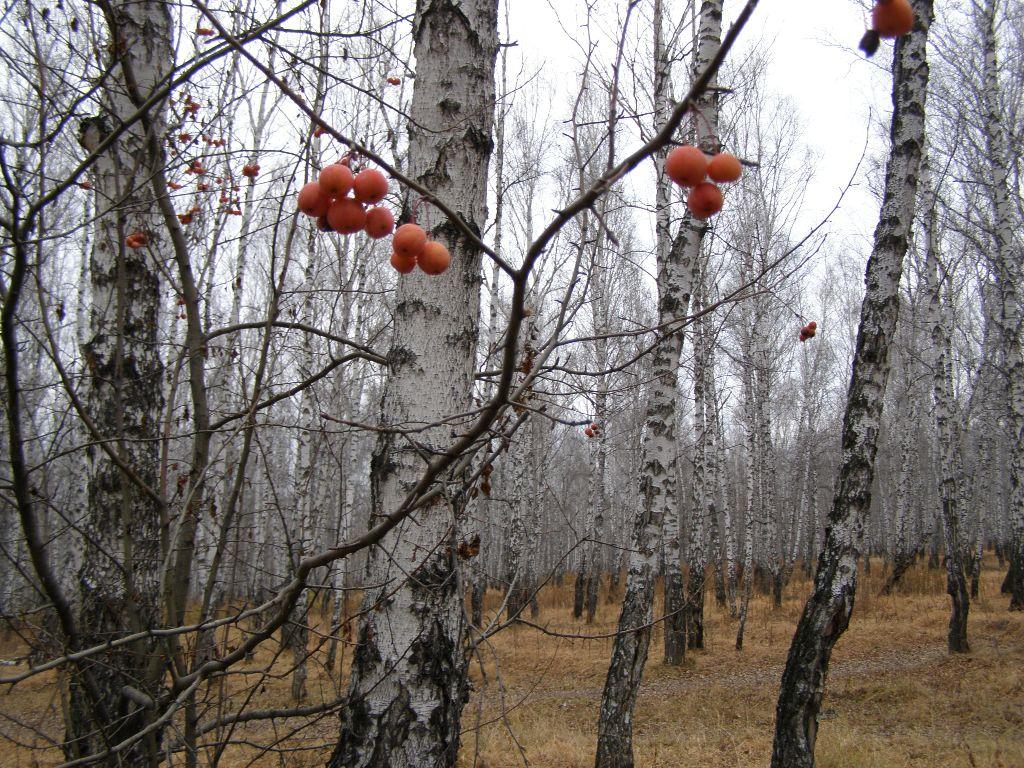 Пошла на ноябрь. Ноябрь последний месяц осени. Груши осенние Ноябрьская осень. Полузимник. Конец октября середину ноября.