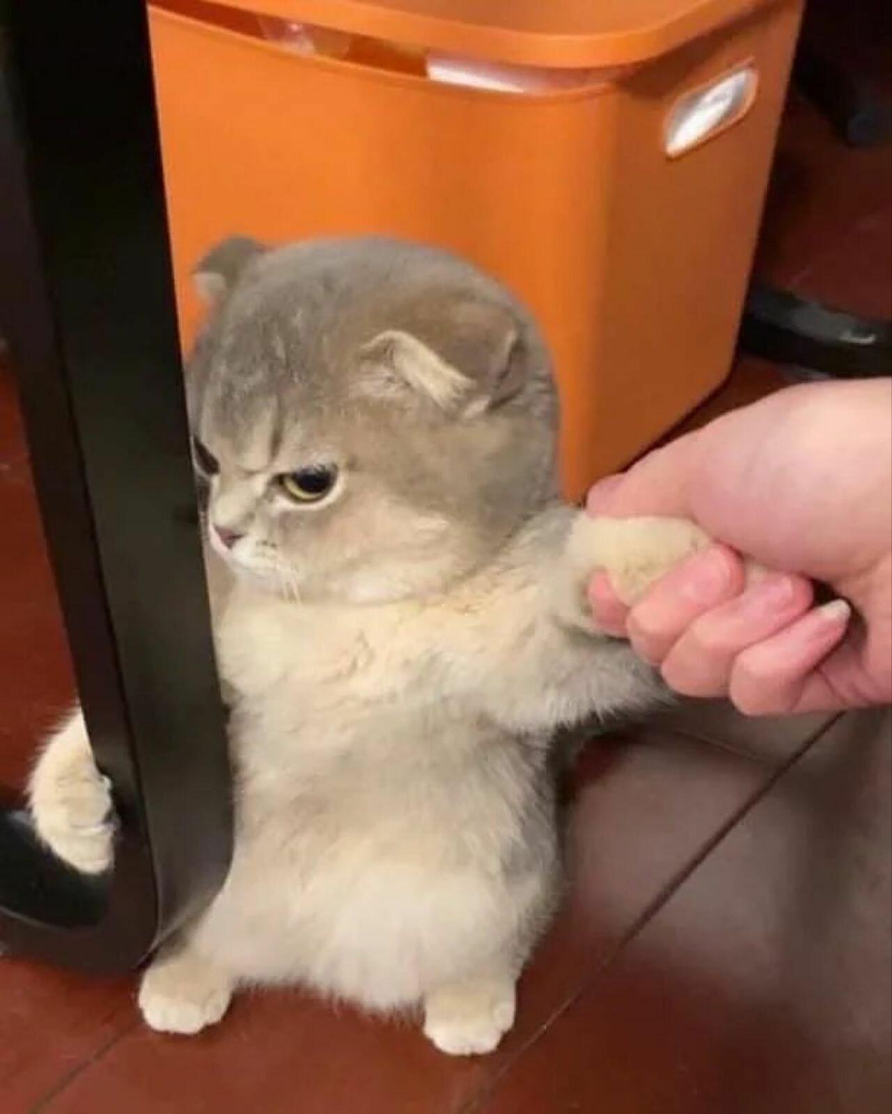 + ДАЙТЕ  ВИСКАС  ДЛЯ  КОТЁНКА