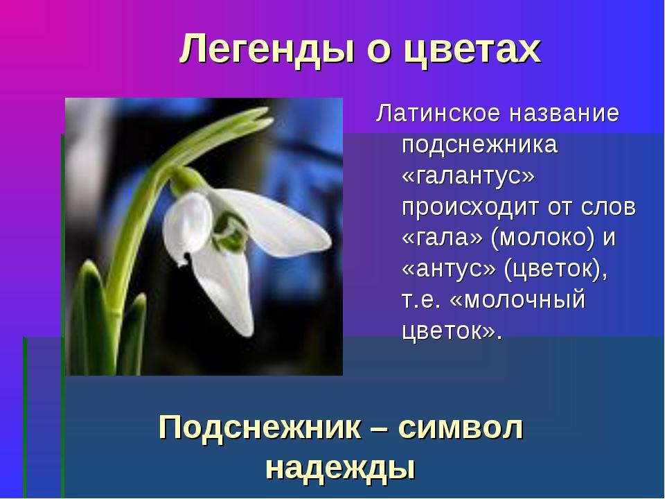 Презентация подснежники для дошкольников