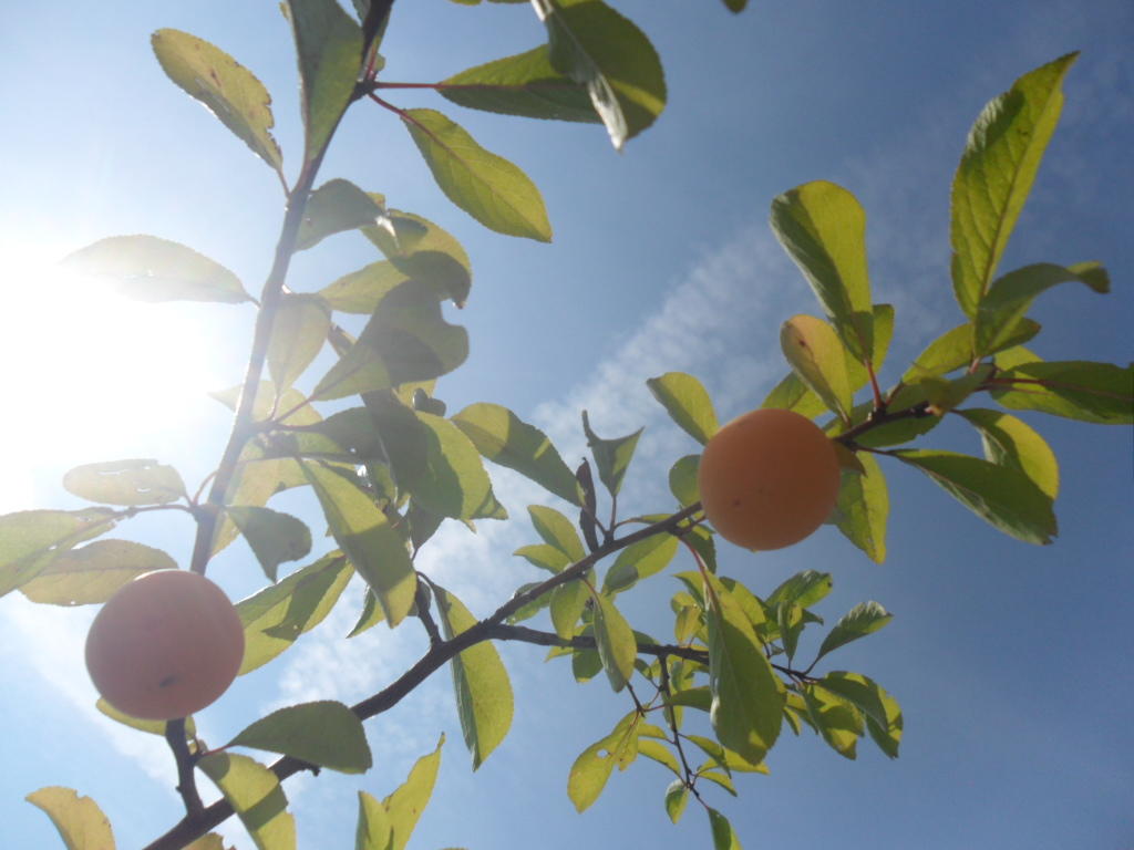 А я сегодня ёлку нарядила