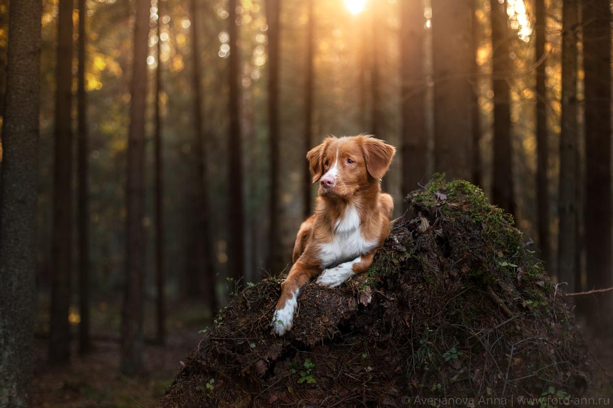 А В ОСЕННЕМ ЛЕСУ по фото