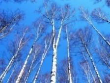 Весеннее утро