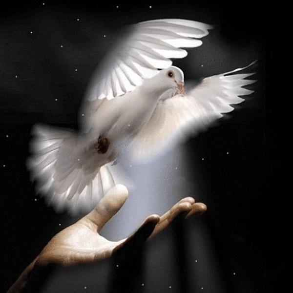 Ответ поэту - Медведь Белый - Представь