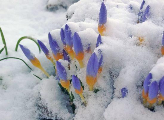 До новых встреч, мой лес весенний!