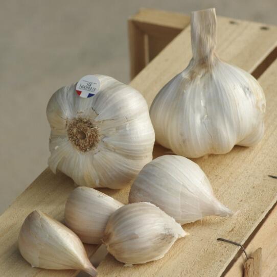 О пользе чеснока