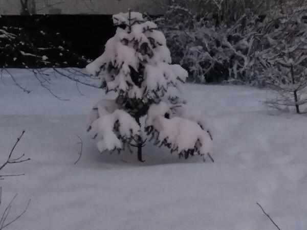 ЗИМНЯЯ ПРОГУЛКА