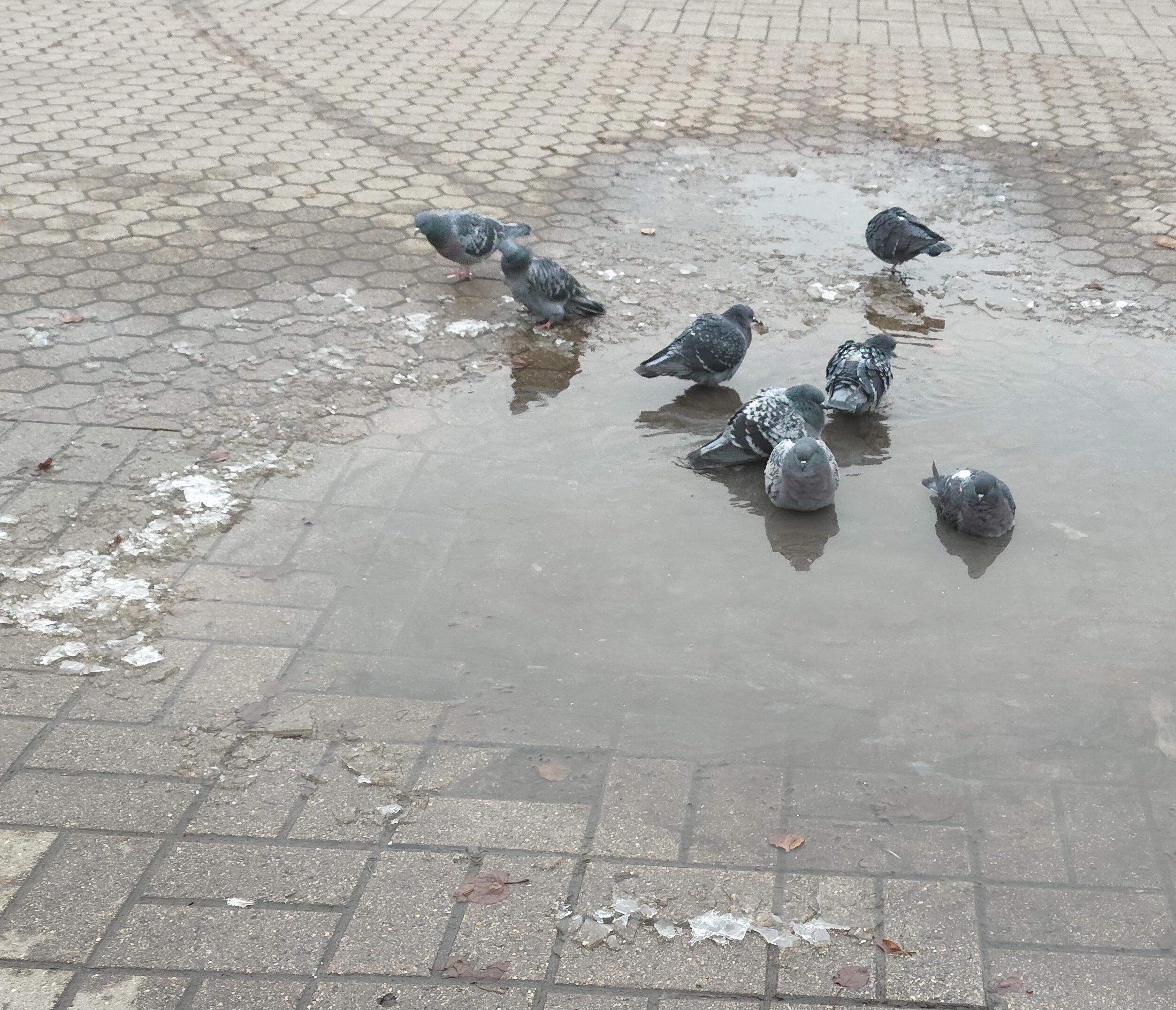 Голубиное озеро