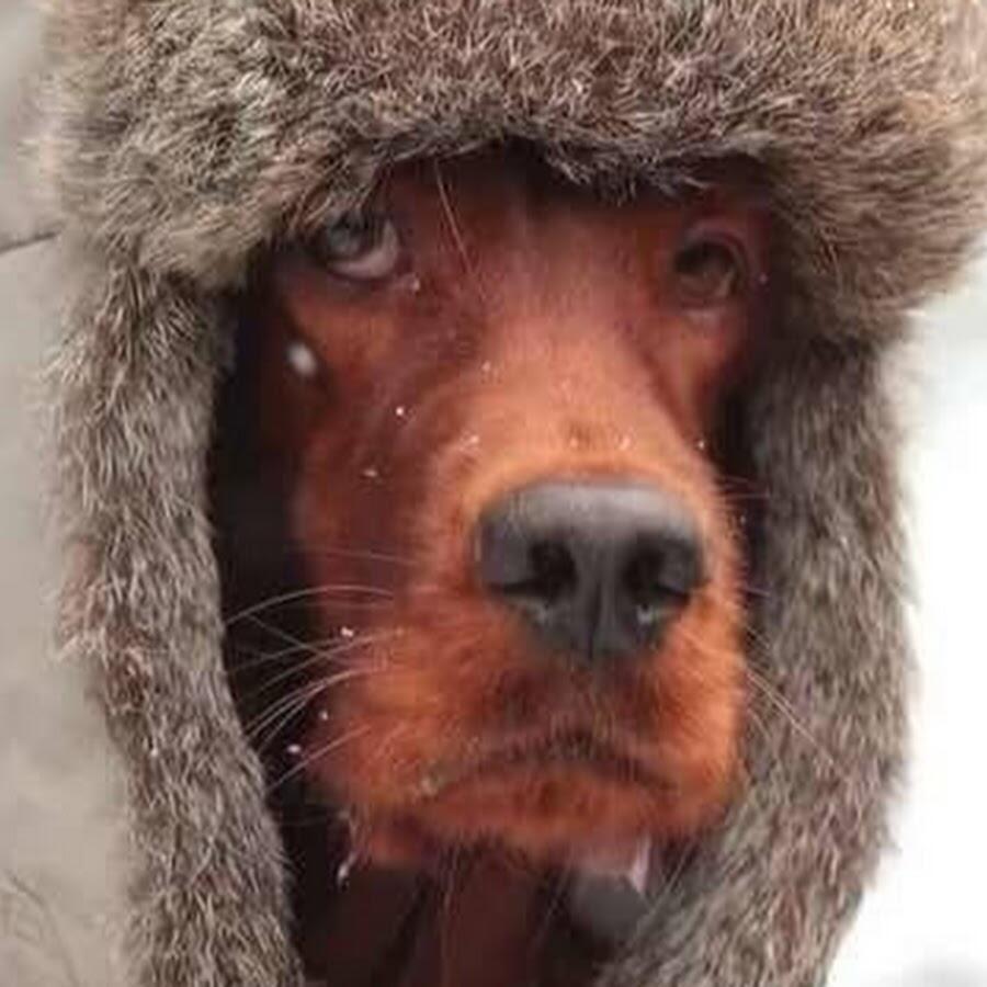 НАХОДЧИВЫЙ ПЁС