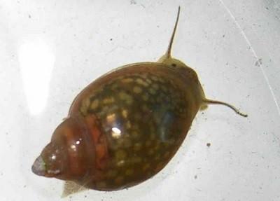 Улитки физы