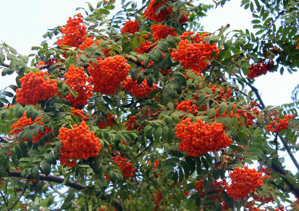 Осеннее немногословно...