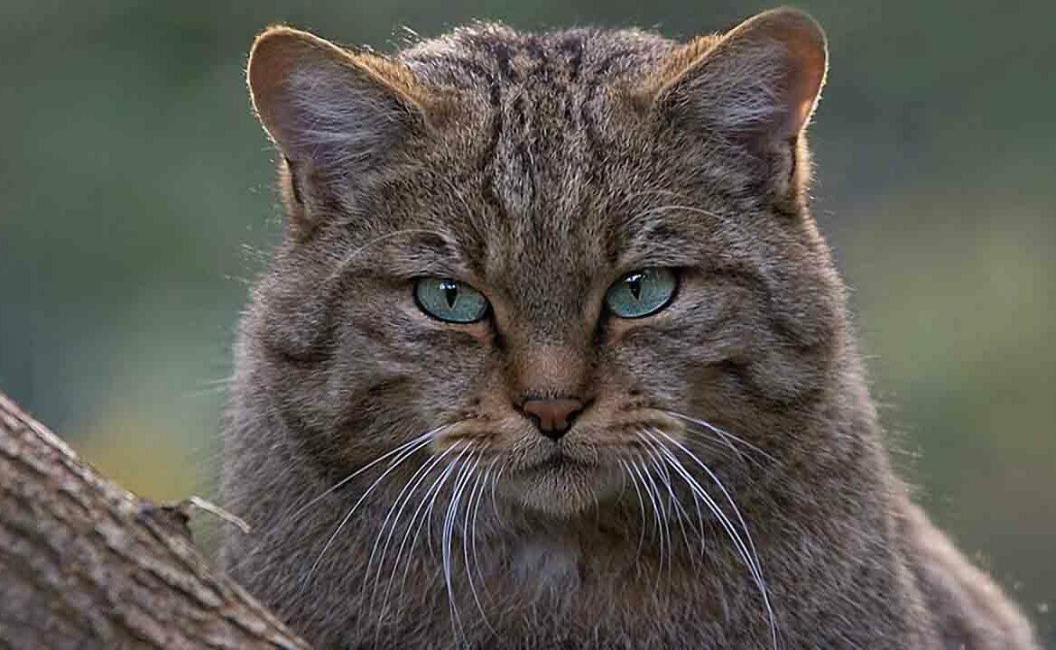 БЛЮЗ СТАРОГО КОТА