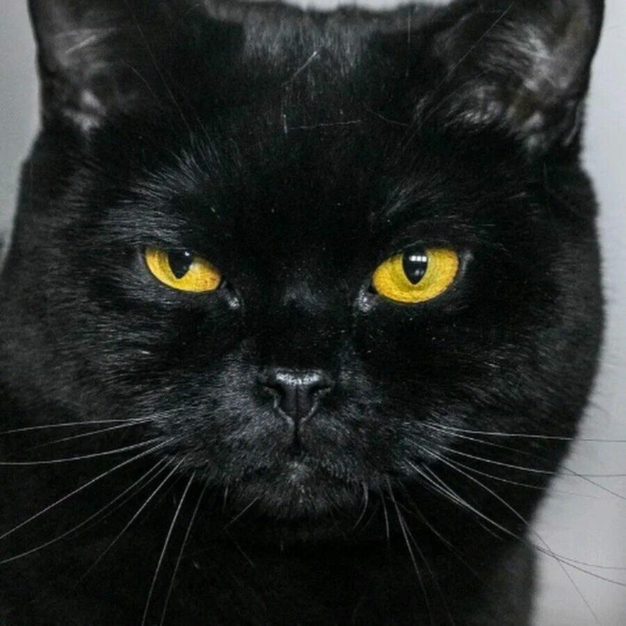 ❤️  ЧЁРНЫЕ  КОТЫ  И  КОШКИ