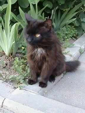 Разбойник Гриша