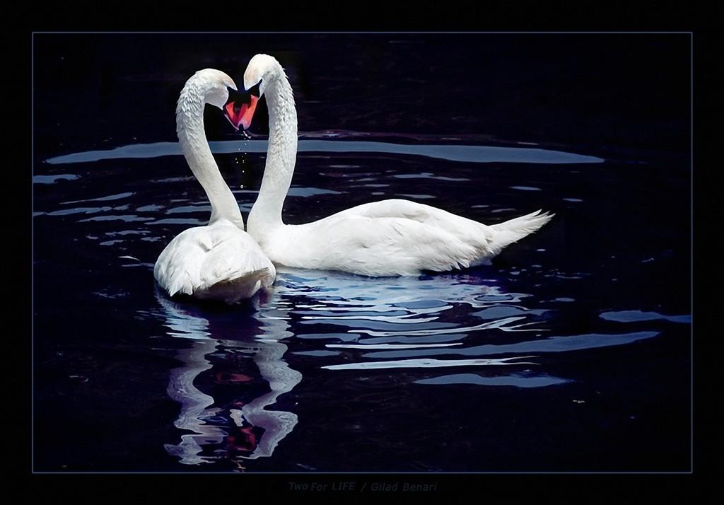 Птица дивная