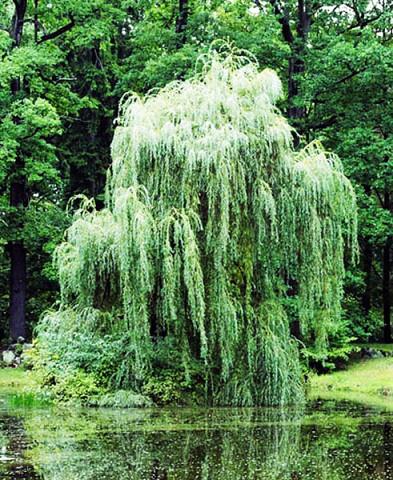 Плакучая ива