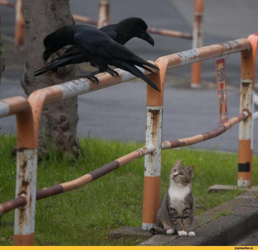 ДОБРЫЙ СОВЕТ