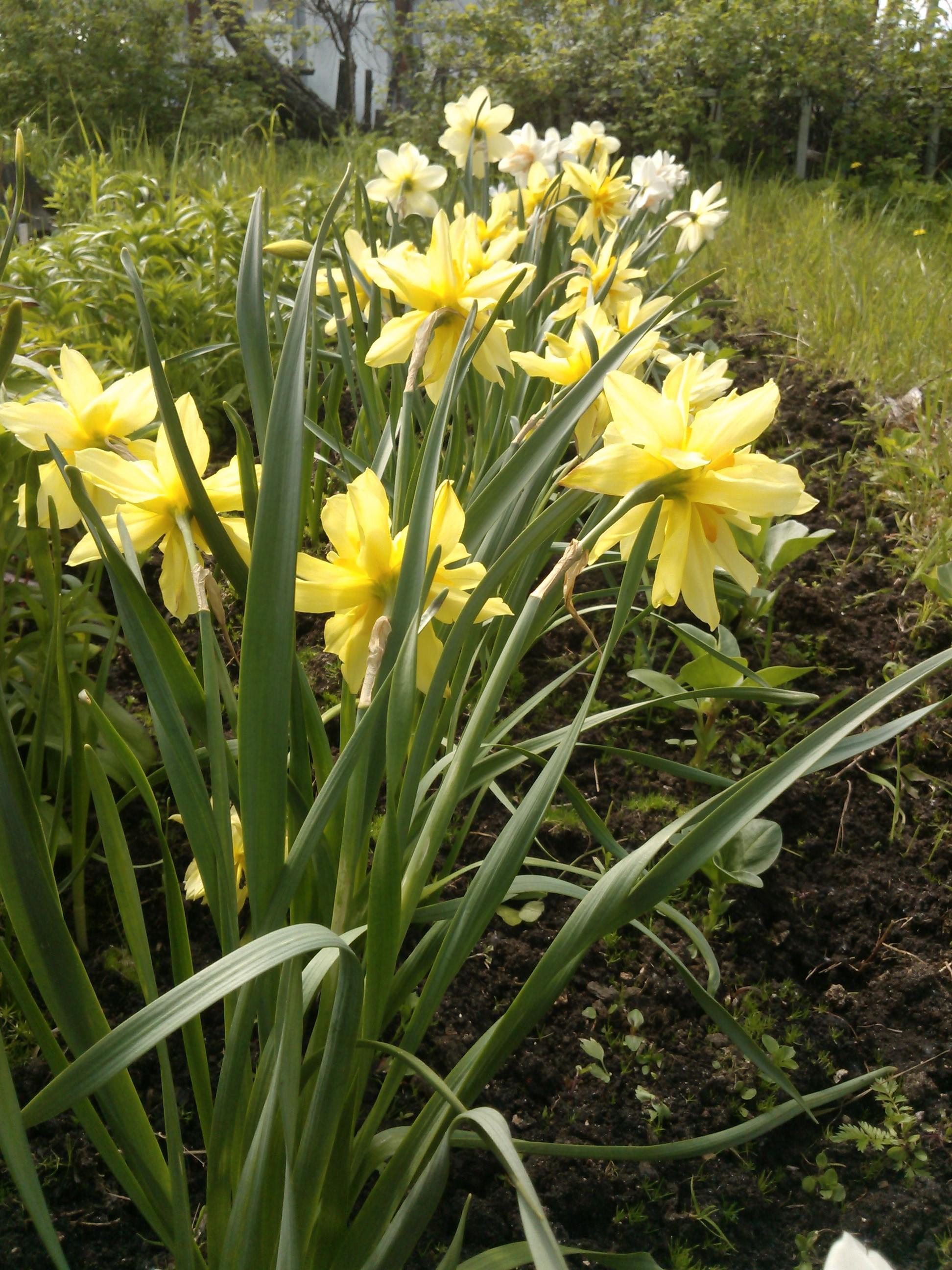 Люби свой сад…подружка