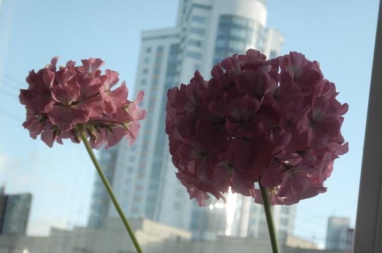 Благодарность