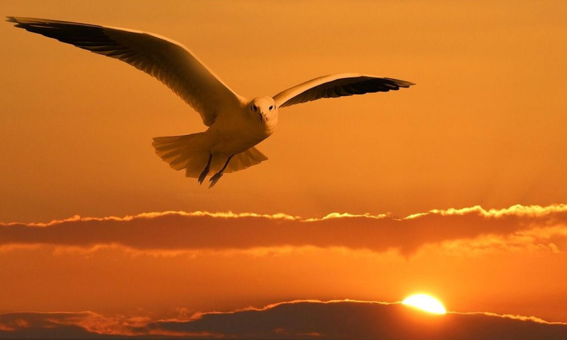 ПРОЩАЙ, МОЙ ДРУГ! (МЕЛОДЕКЛАМАЦИЯ)