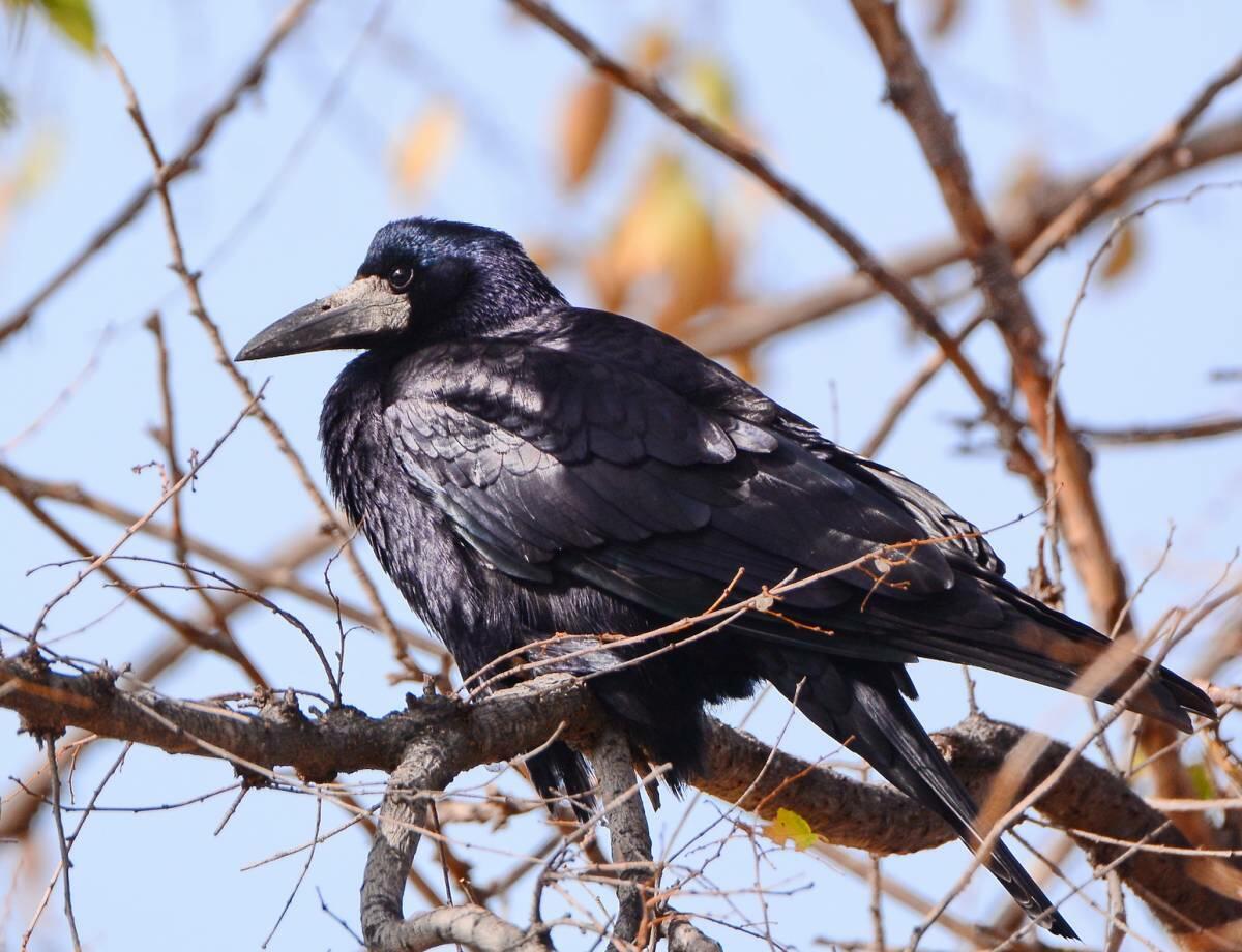 Фото грача. Грач (птица). Птенец Грача. Грач Перелетная птица. Грач (Corvus frugilegus).