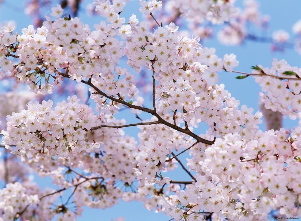 17. ПОЭТЕССЕ