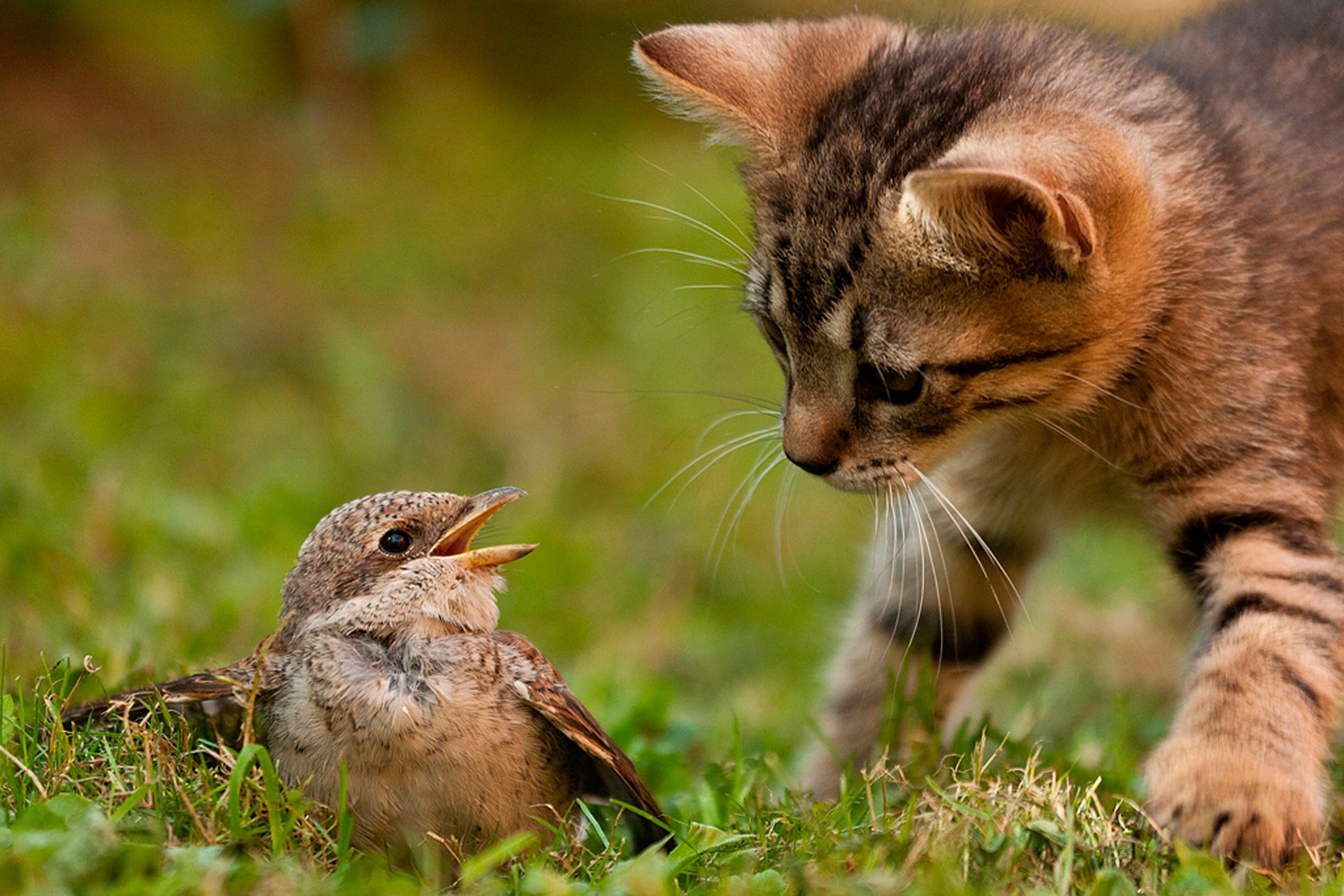 СЛОВО НЕ ВОРОБЕЙ