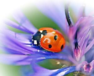 Невинность