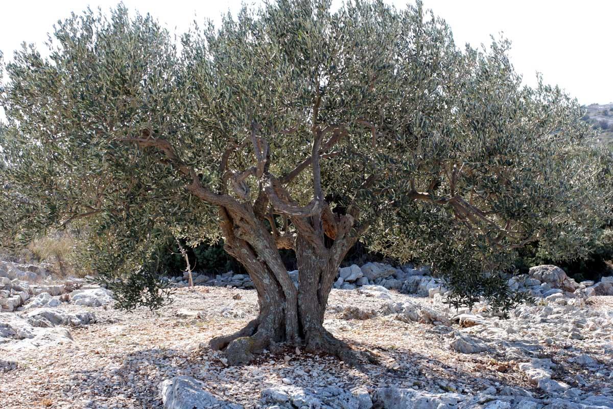 Как одинокая олива... (А.Ладыгин)