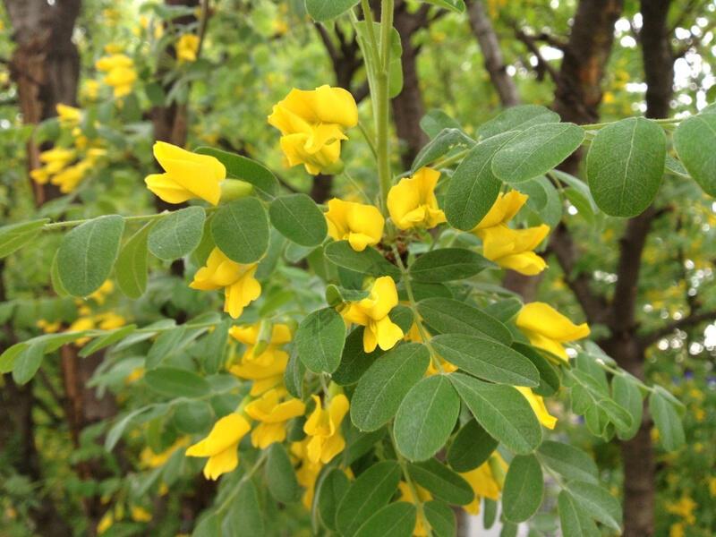 Стручки акации