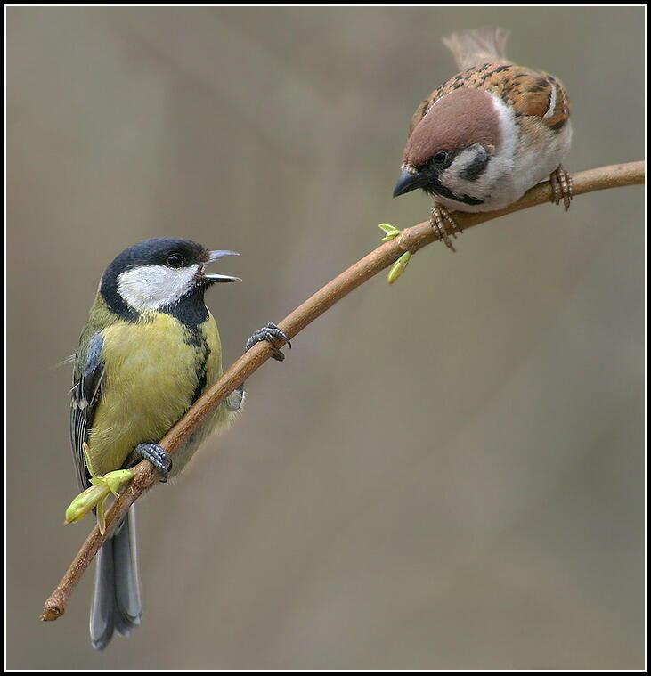 Синица и воробей.