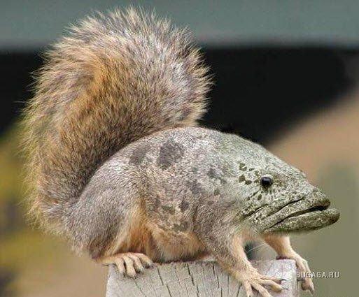 Мечты плотвы