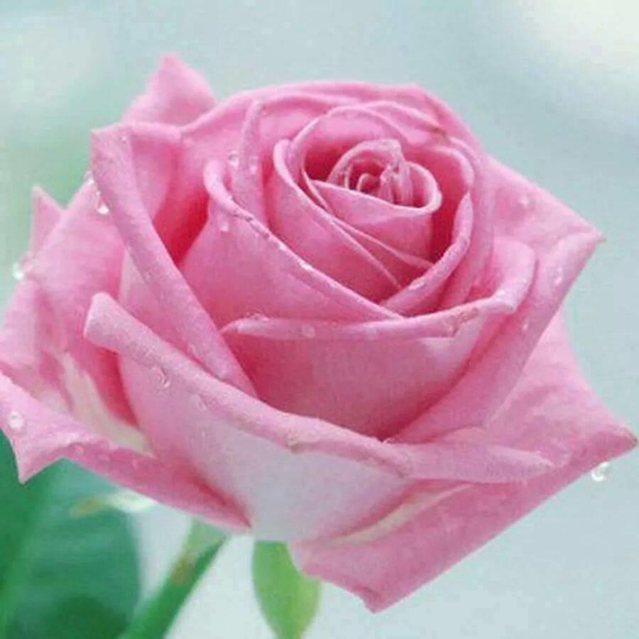 Распутный к людям мудрым не пойдёт