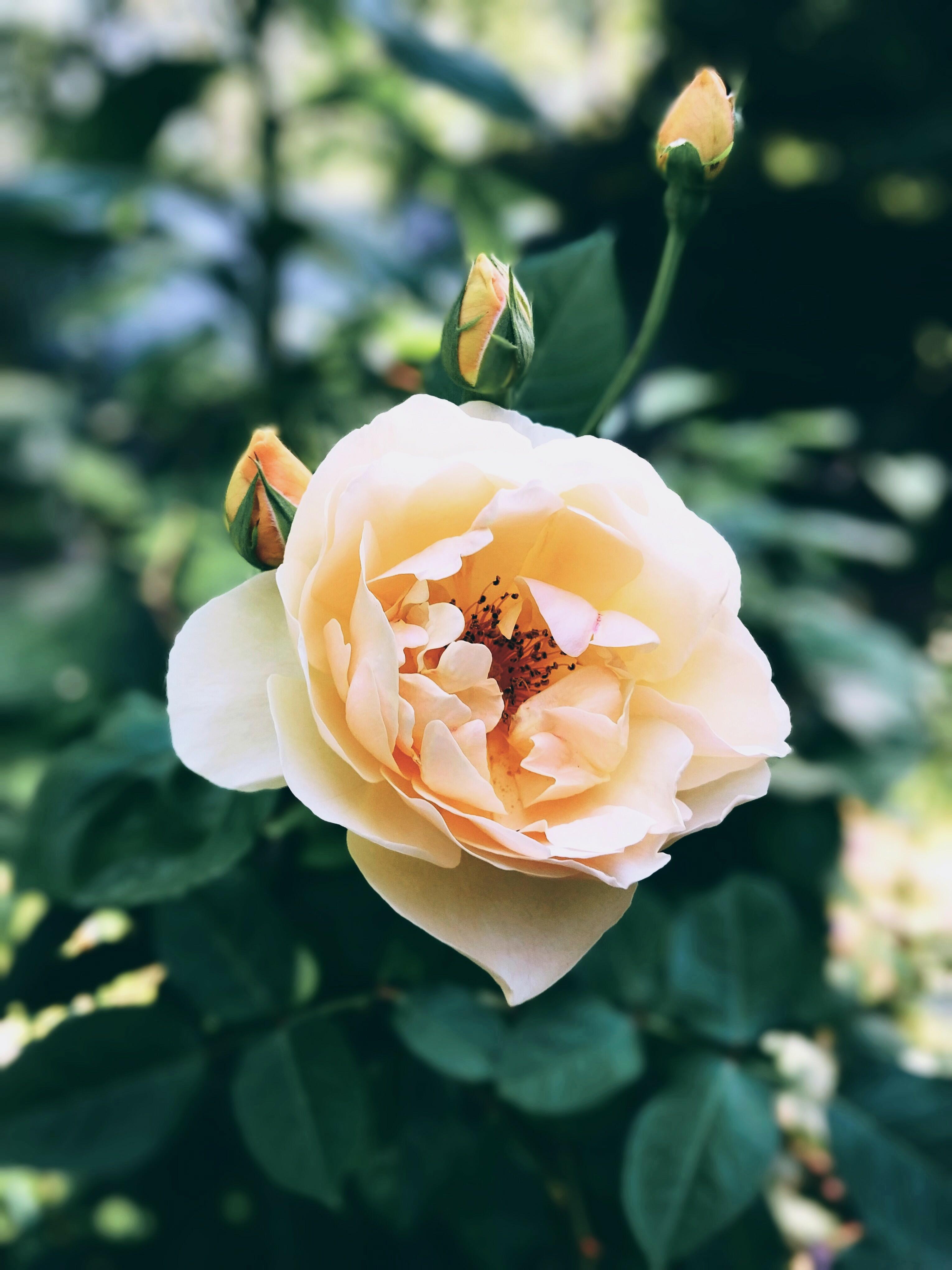 Я прикасаюсь щекою к розе