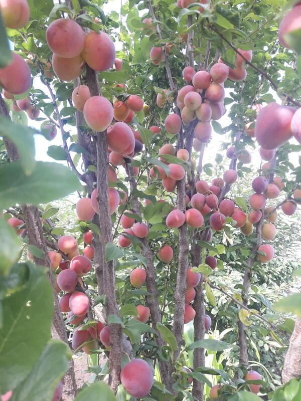 МЕЧТЫ В САДУ