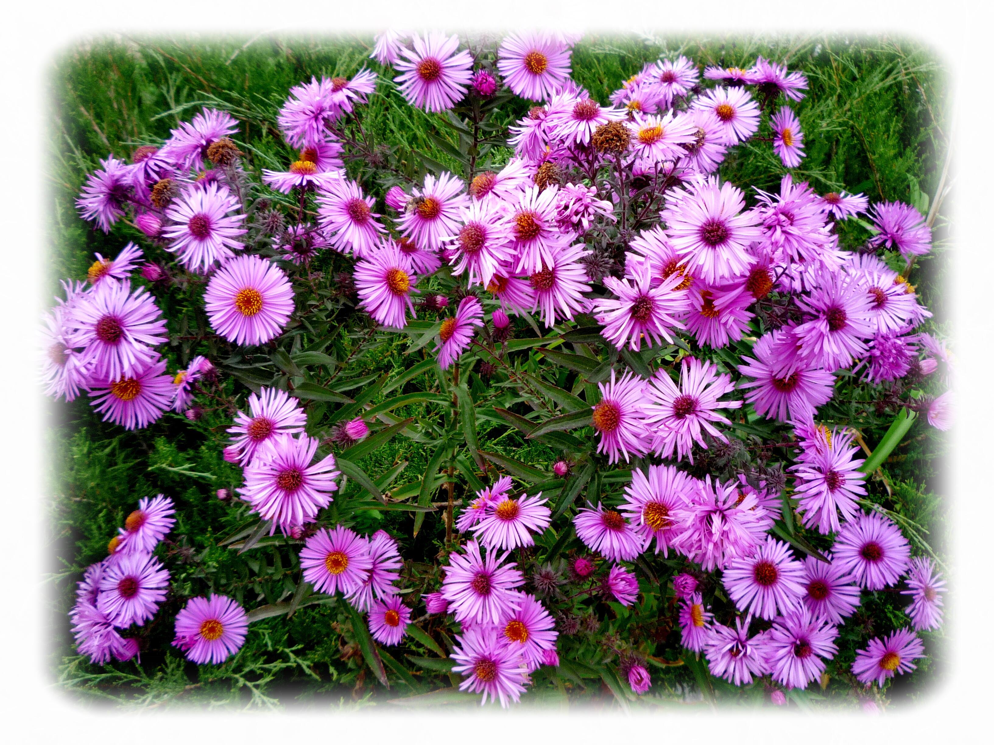 Цифра семь...