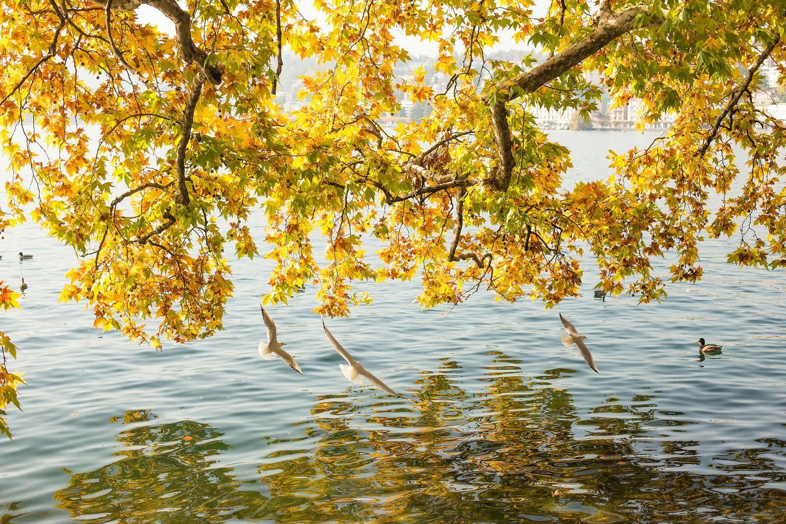 СМОТРЕЛАСЬ КАК В ЗЕРКАЛО ВЕТОЧКА КЛЁНА