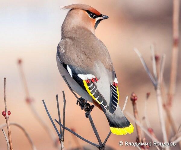 Свиристели