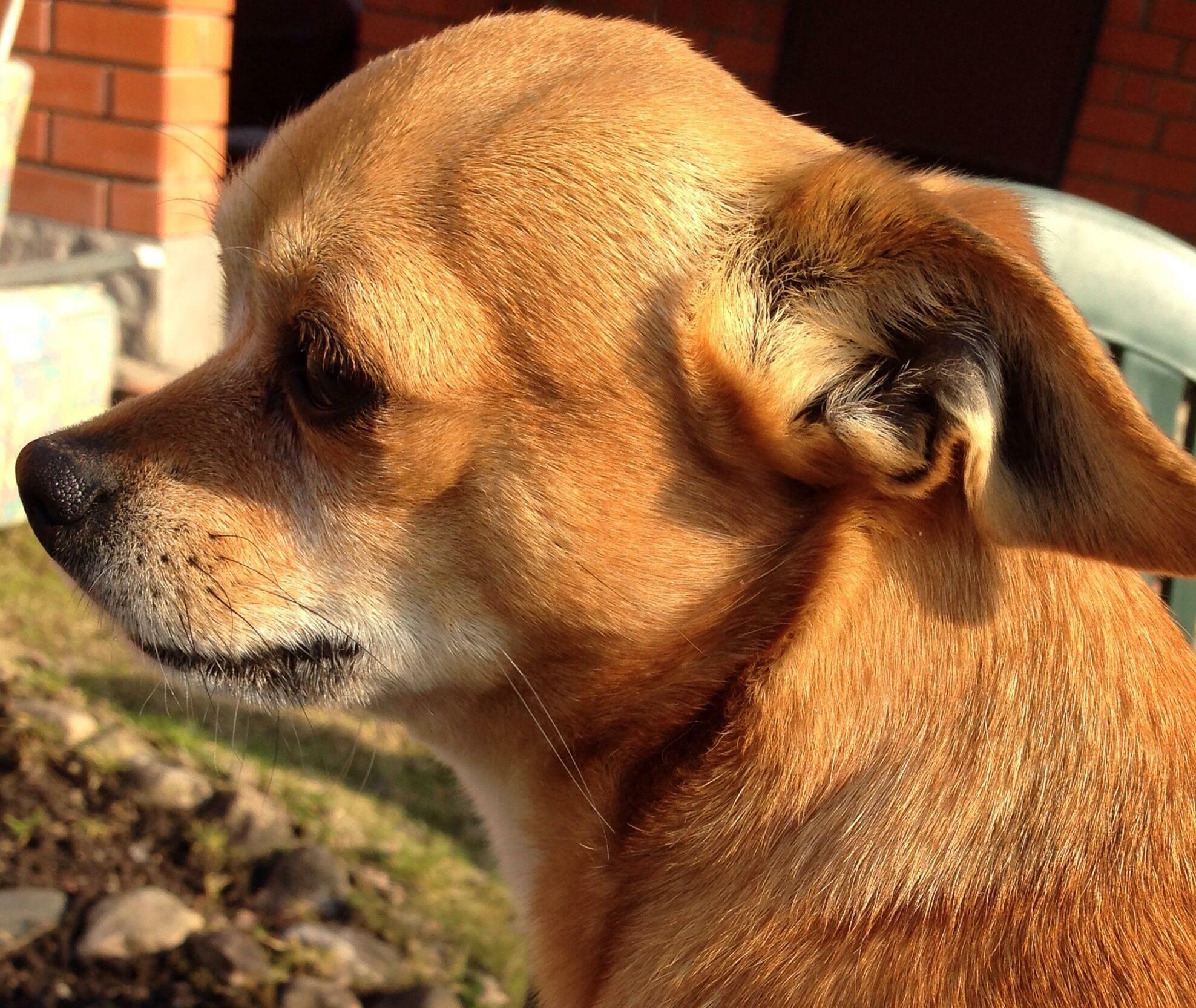 СТРАНСТВИЕ РЫЖЕГО ПСА. ОКОНЧАНИЕ