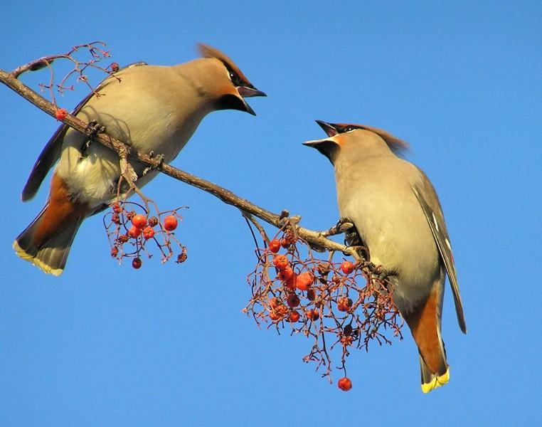 Вести от Бабиноккио № 51 (Не угадал...Танка))