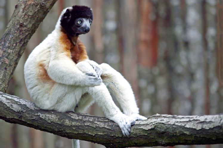 Я прародитель человечества