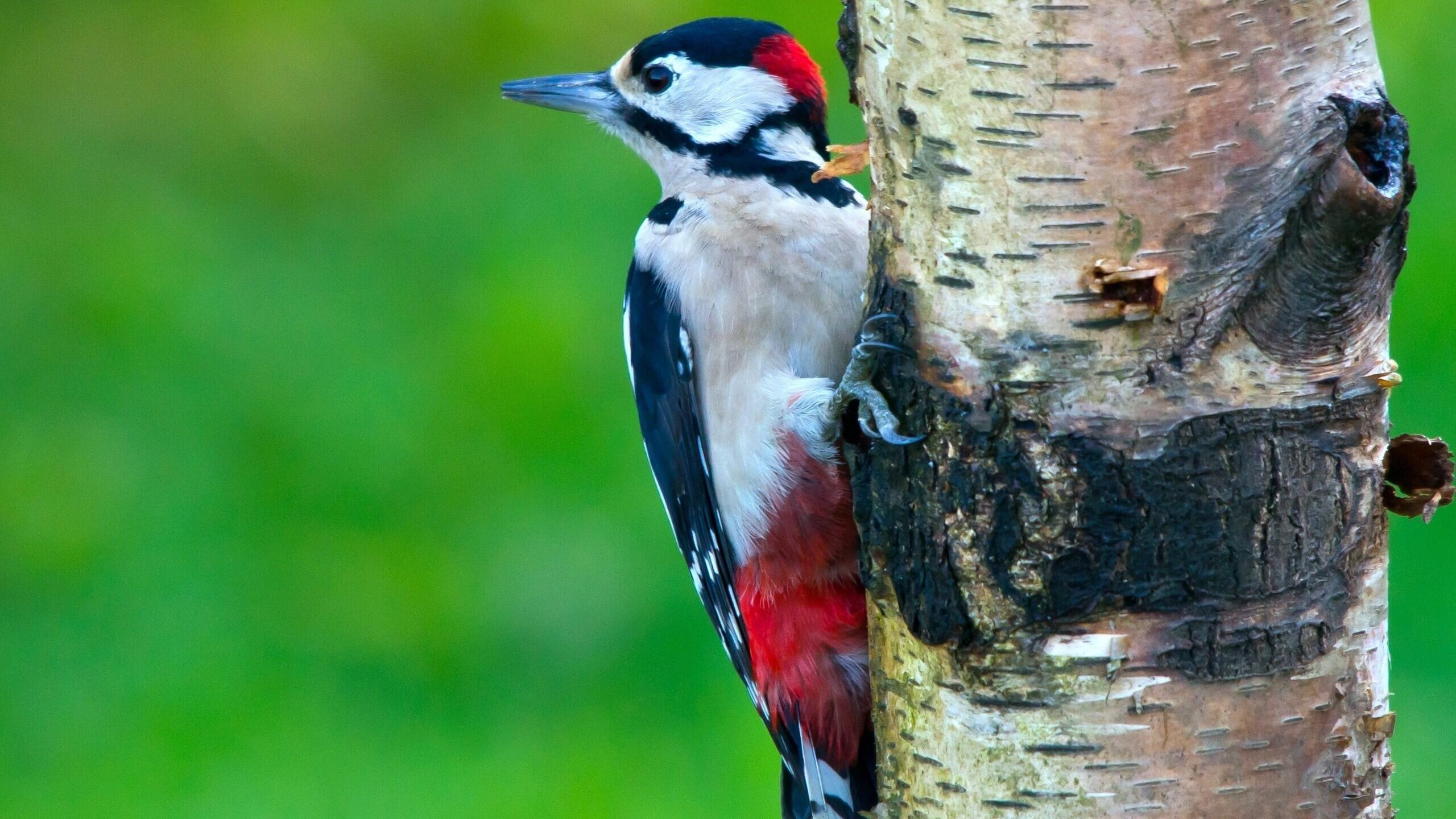Я Спросил У Дятела...