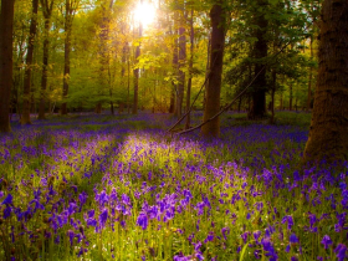 Поляна в лесу