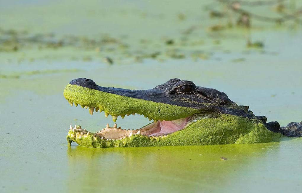 Африканское противостояние.