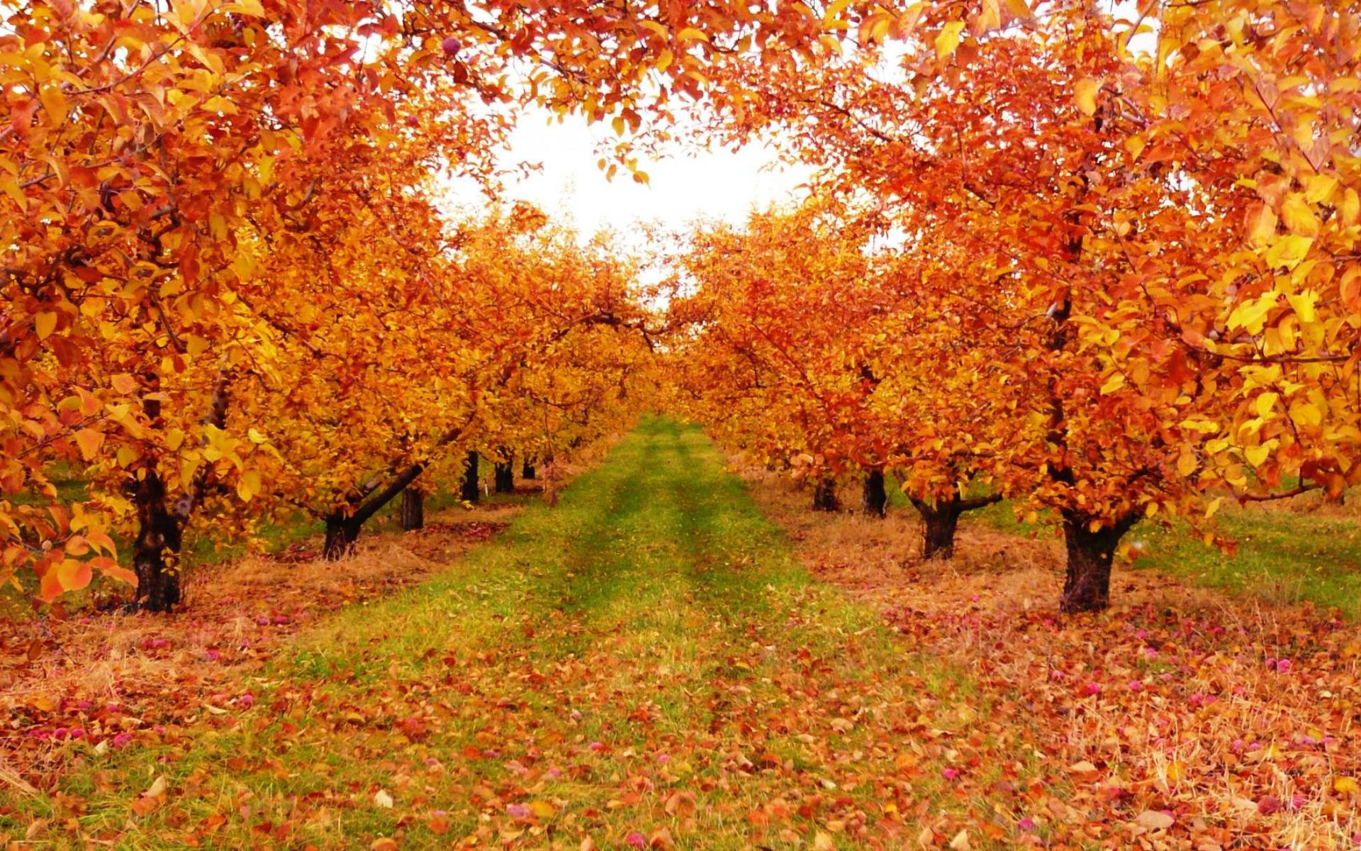 Осенний сад картинки - 67 фото