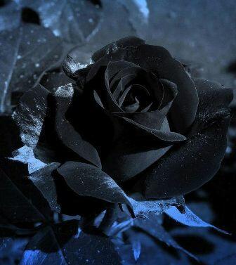 Чёрные розы