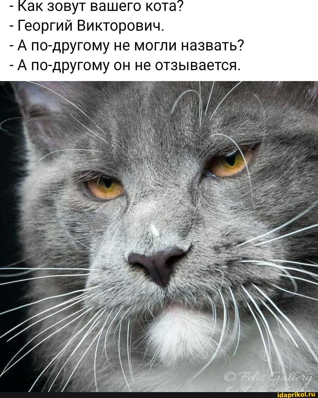 Я и кот
